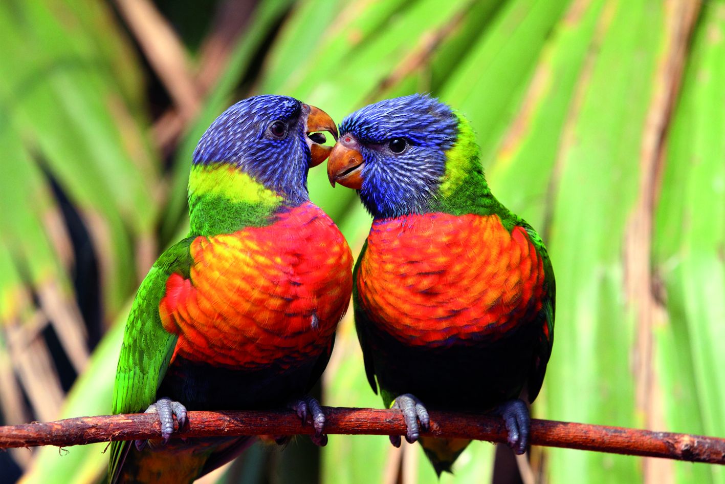 Parc des Oiseaux - Villars les Dombes