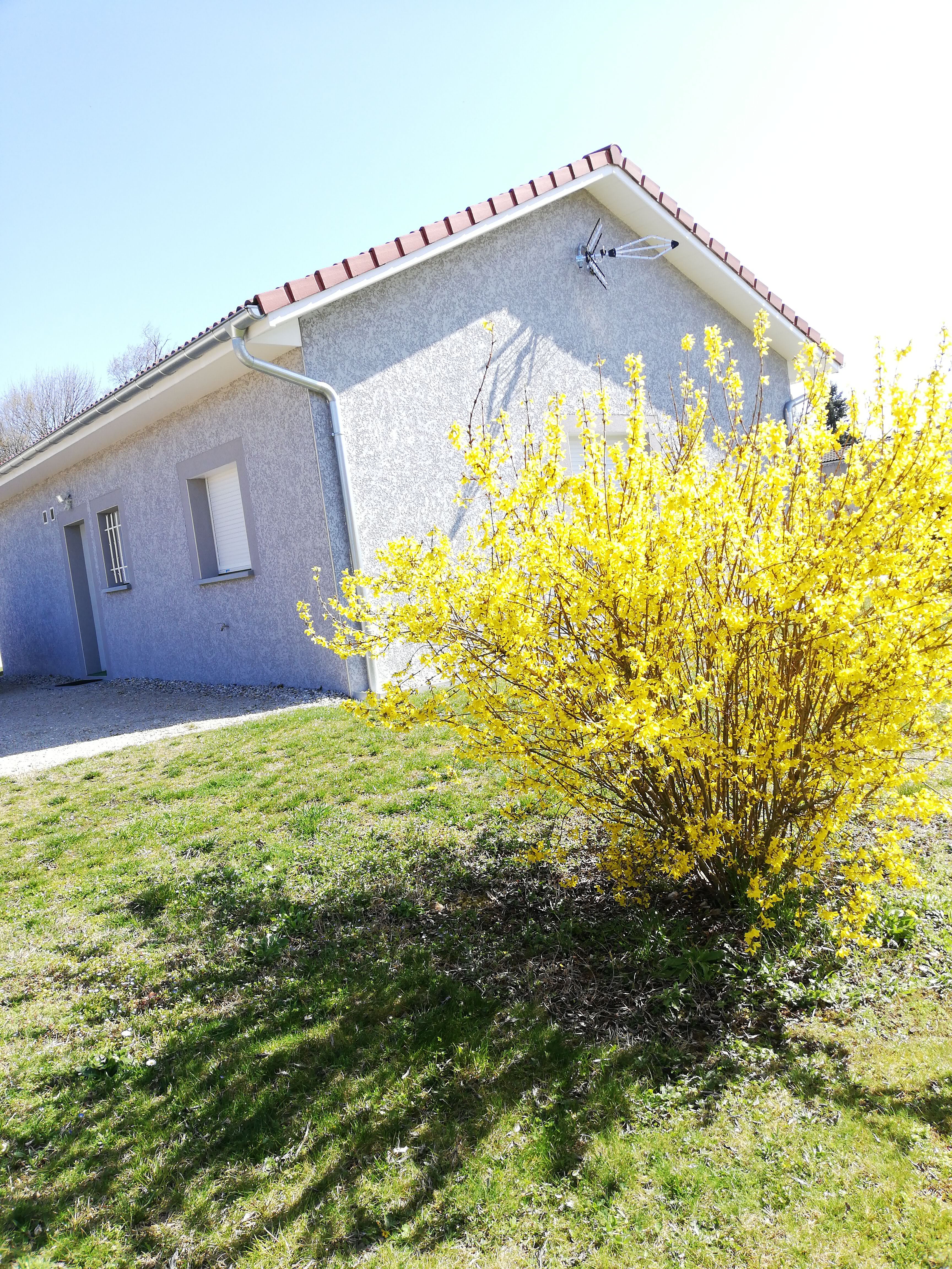 Forsythia en fleurs