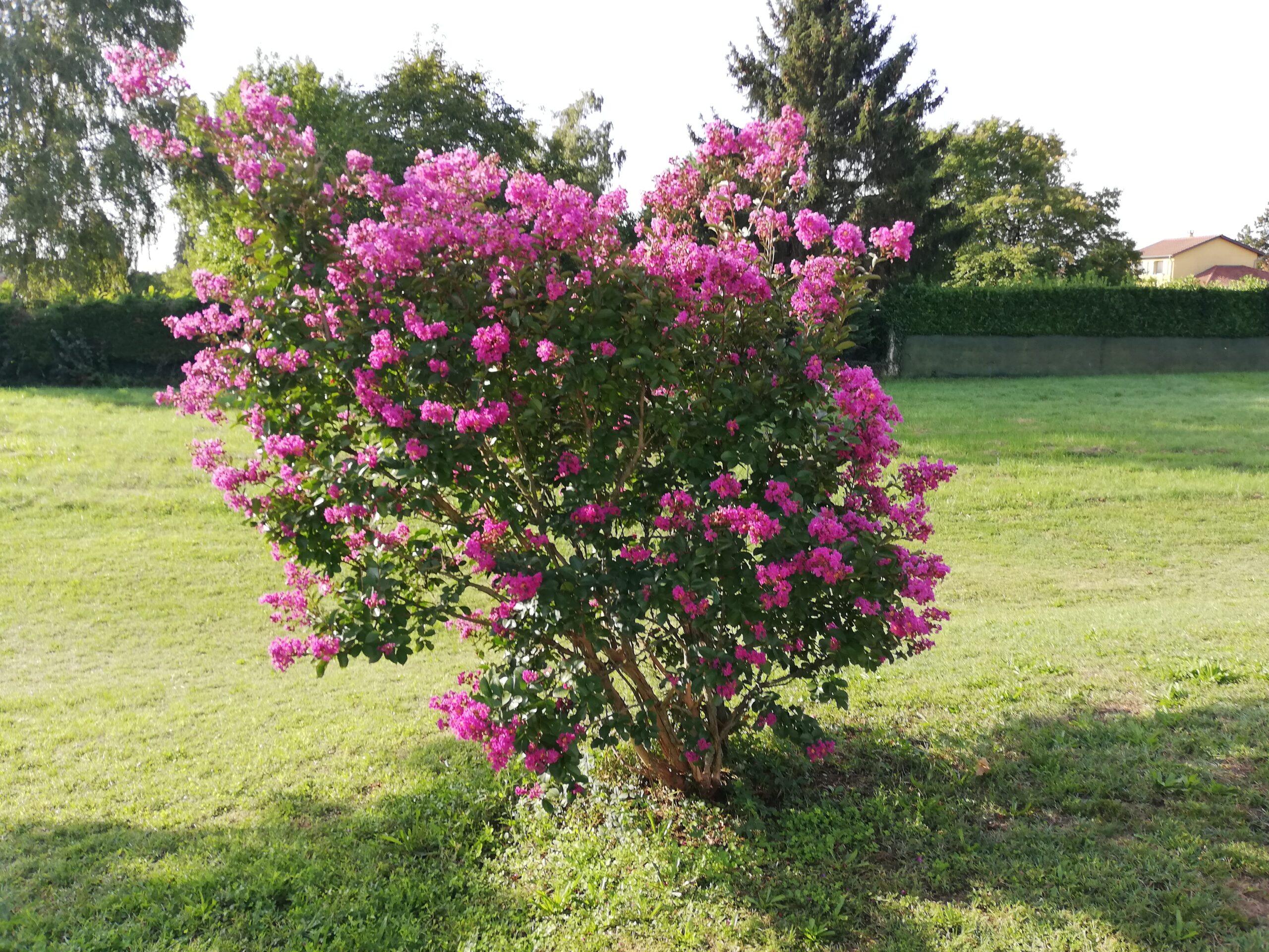 Lilas des Indes